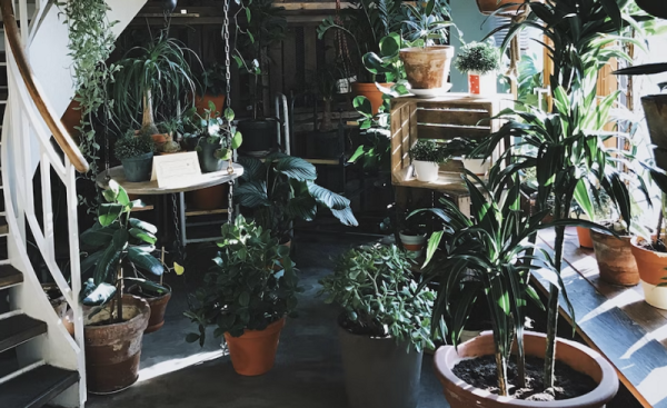 8 способов найти новый дом для комнатных растений | ivd.ru