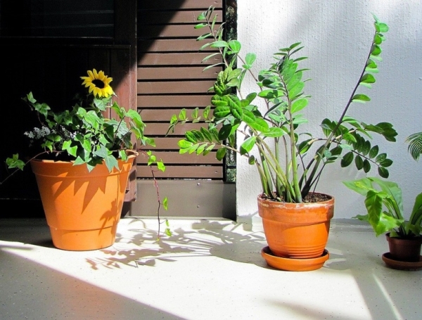 7 неприхотливых крупных растений, которые сделают ваш интерьер стильным | ivd.ru