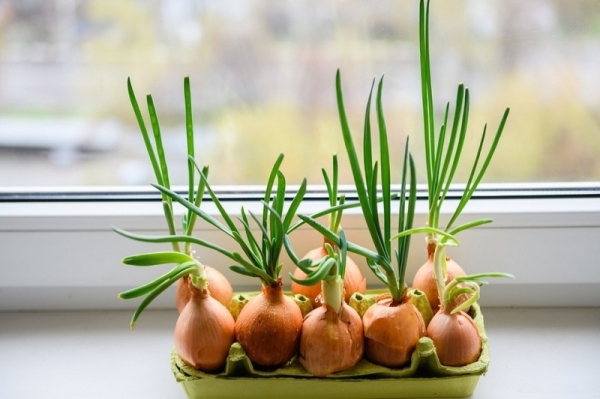 Выращиваем лук на подоконнике: 8 способов получить урожай, правила и советы по уходу | ivd.ru