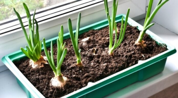 Выращиваем лук на подоконнике: 8 способов получить урожай, правила и советы по уходу | ivd.ru