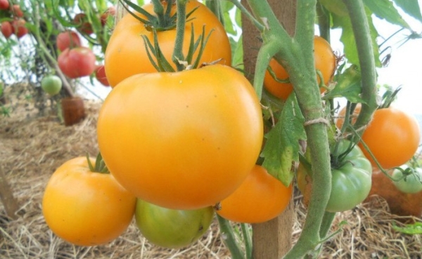 Выращивание томатов в теплице: сорта, особенности и рекомендации