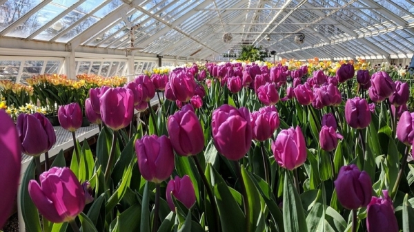 Тюльпаны к 8 Марта: как провести выгонку правильно и получить цветы ранней весной | ivd.ru
