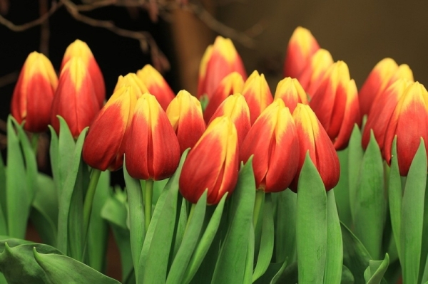 Тюльпаны к 8 Марта: как провести выгонку правильно и получить цветы ранней весной | ivd.ru