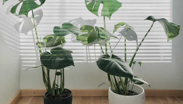 5 важных моментов в уходе за комнатными растениями, о которых все забывают | ivd.ru