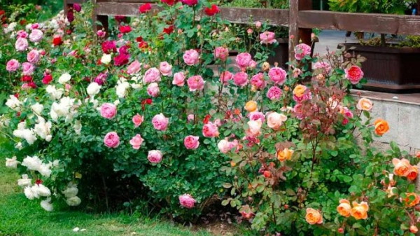 Клумба с розами: претенденты, сочетания и оформление цветника