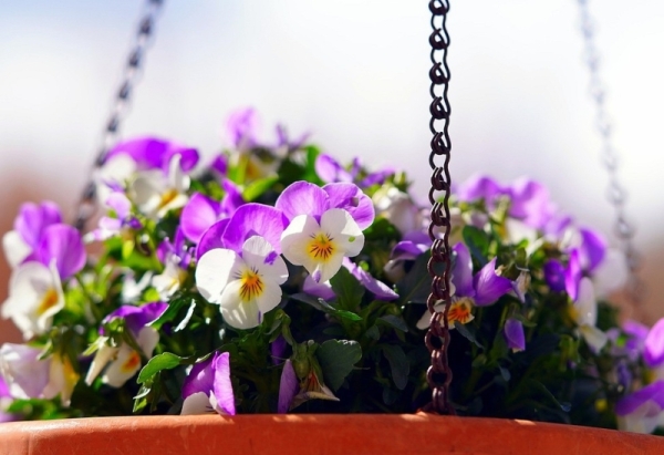 Цветы для балкона: 15 красивых растений, цветущих все лето