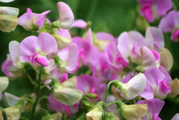 Цветы для балкона: 15 красивых растений, цветущих все лето