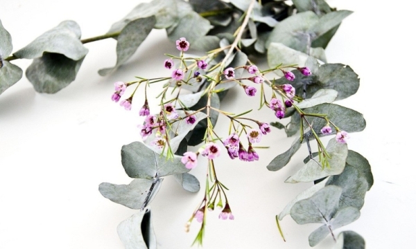 8 ароматов для дома, которые помогут избавиться от надоедливых насекомых